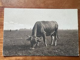 AK ca. 1930 Kuh  ungelaufen    (G2650)