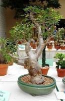 BURSERA F. (Plante sacée à encens) 5g