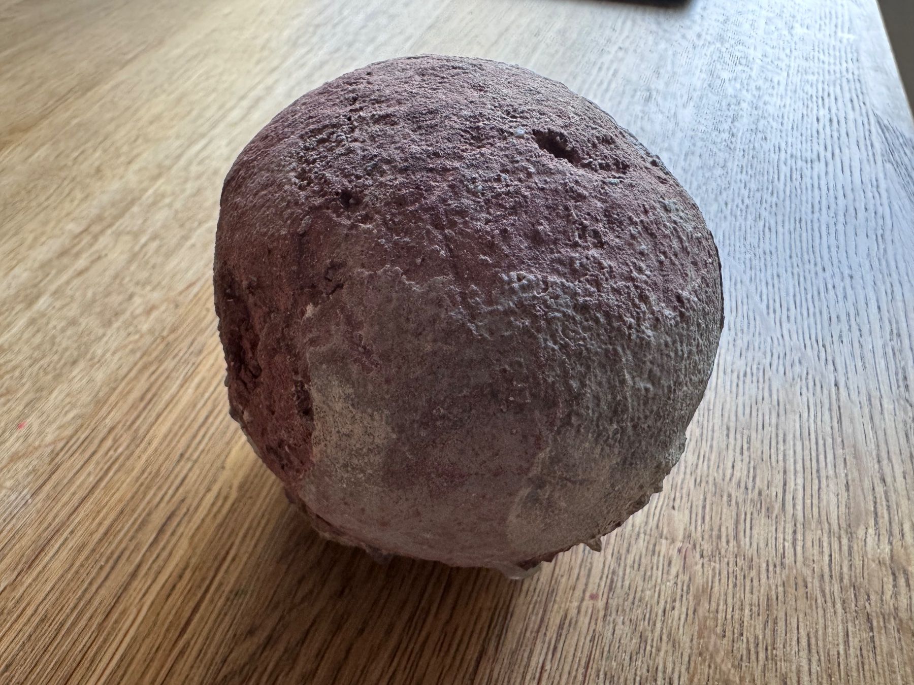 Fossili: Echtes Dinosaurier Ei Hadrosaurus Fossil – Usato da Zürich venduto da xevious69 4