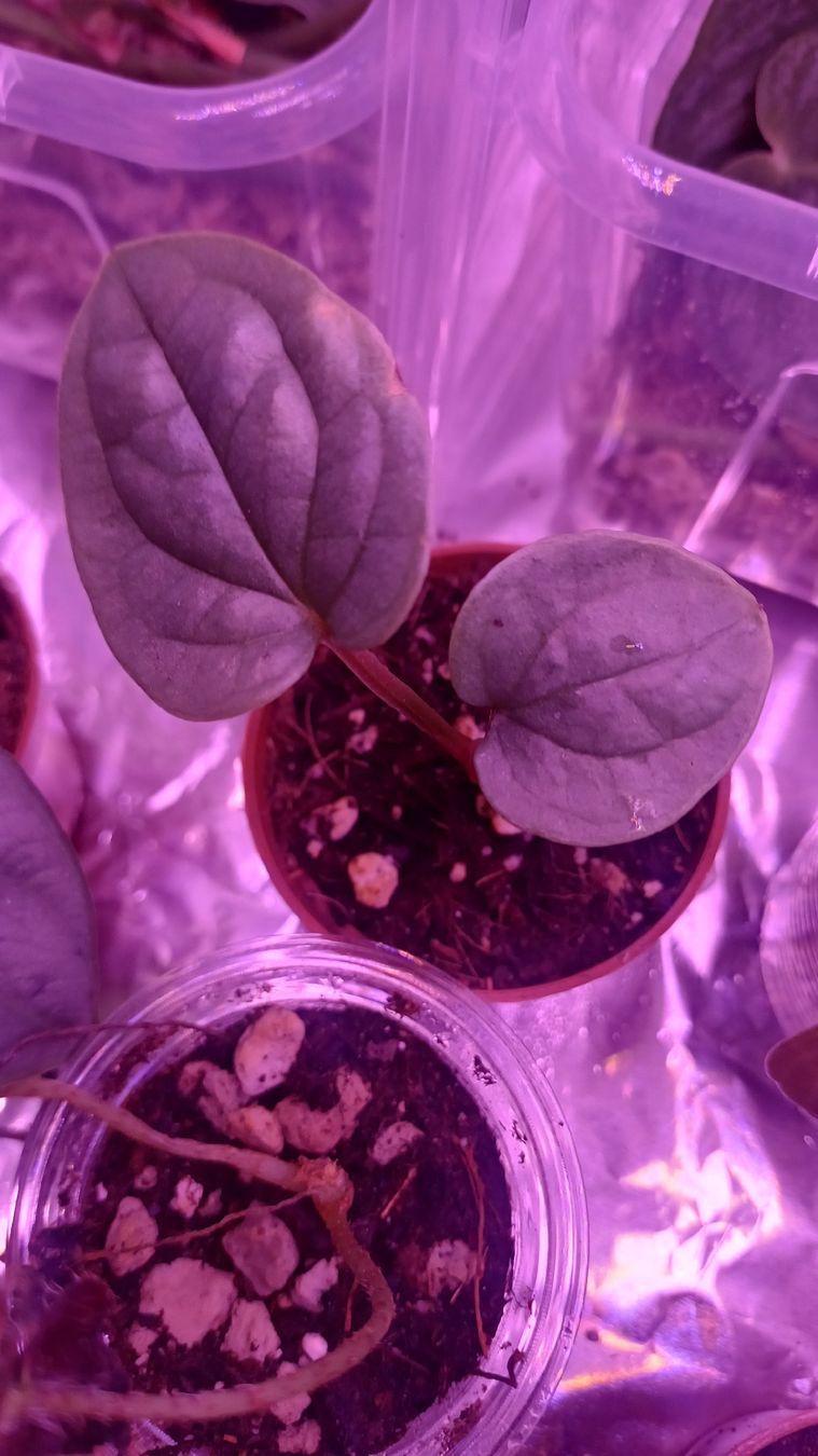 Pflanzen & Samen: anthurium luxurian – Neu (gemäss Beschreibung) aus Paradiso von ind_g2xf