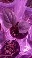 anthurium luxurian