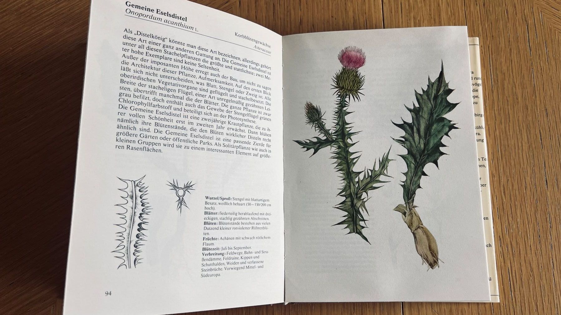 Libri: Pflanzenbuch: Wald und Flur entdecken , 1980 – Usato da Schübelbach venduto da Bemafaja 4
