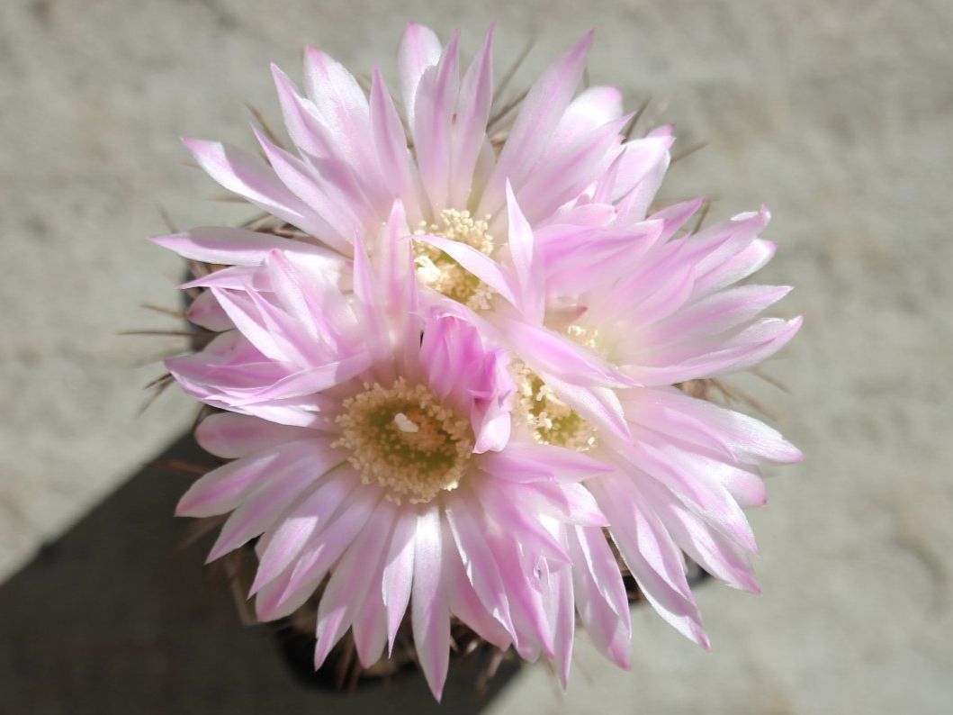 Piante & sementi: Kaktus Gymnocalycium horridispinum – Usato da Steg im Tösstal venduto da Stacheli24 1