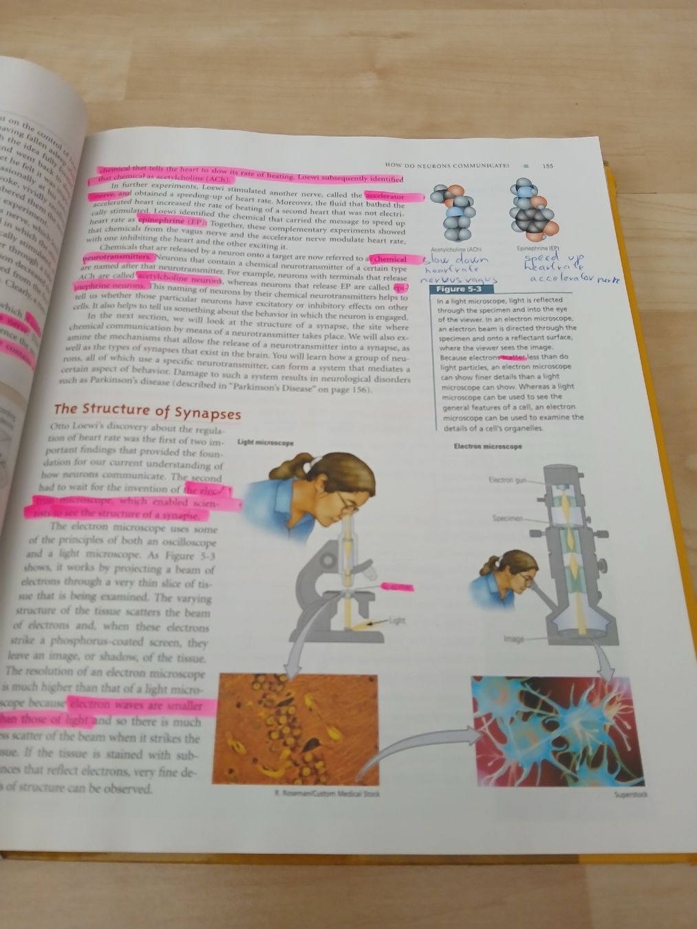 Libri: Libro Brain and Behavior Kolb Whishaw usato  – Usato da Zürich venduto da Ransomware 2