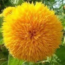 Giocattoli: Ours en Peluche ! 10g – Nuovo e nell'imballaggio originale da Bremblens venduto da FIBONACCI369