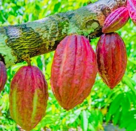 Piante & sementi: Ab 5.- fr THEOBROMA CACAO 2 Echte Kakaobohnen – Nuovo e nell'imballaggio originale da Rovio venduto da POSITIFFARTandPLANTS 5