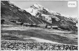 Wiesener-Alp im Frühlingsschmuck