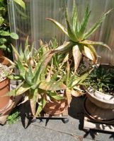 Aloe grandidentata - Wunderschöne, Gruppen bildende Aloe