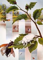 Schulwandbild Maikäfer Willi Hess 1979