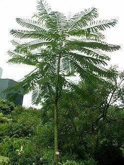 Piante & sementi: Schizolobium amazonicum TRES RARE – Nuovo (secondo la descrizione) da Bremblens venduto da FIBONACCI369 1