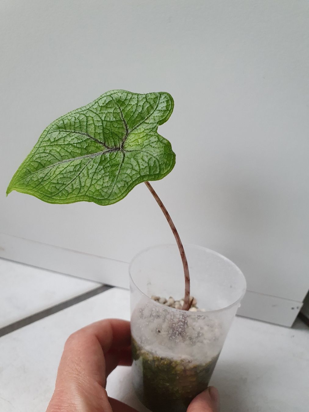 Plantes & graines: Alocasia Jacklyn – D'occasion à Erlinsbach SO par Lea030 1