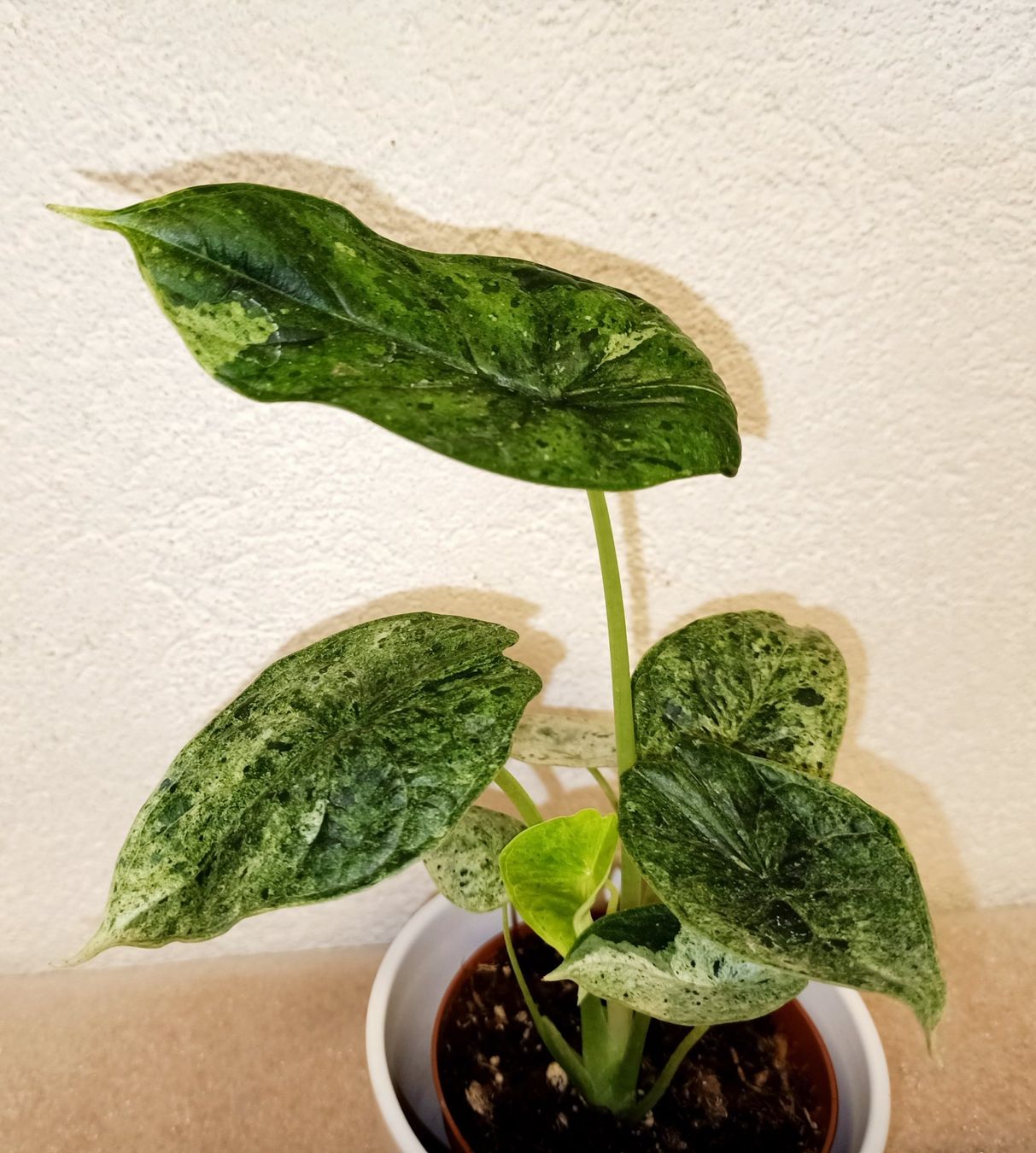 Piante & sementi: Alocasia Dragon Scale Mint – Nuovo (secondo la descrizione) da schöftland venduto da UniquePlants