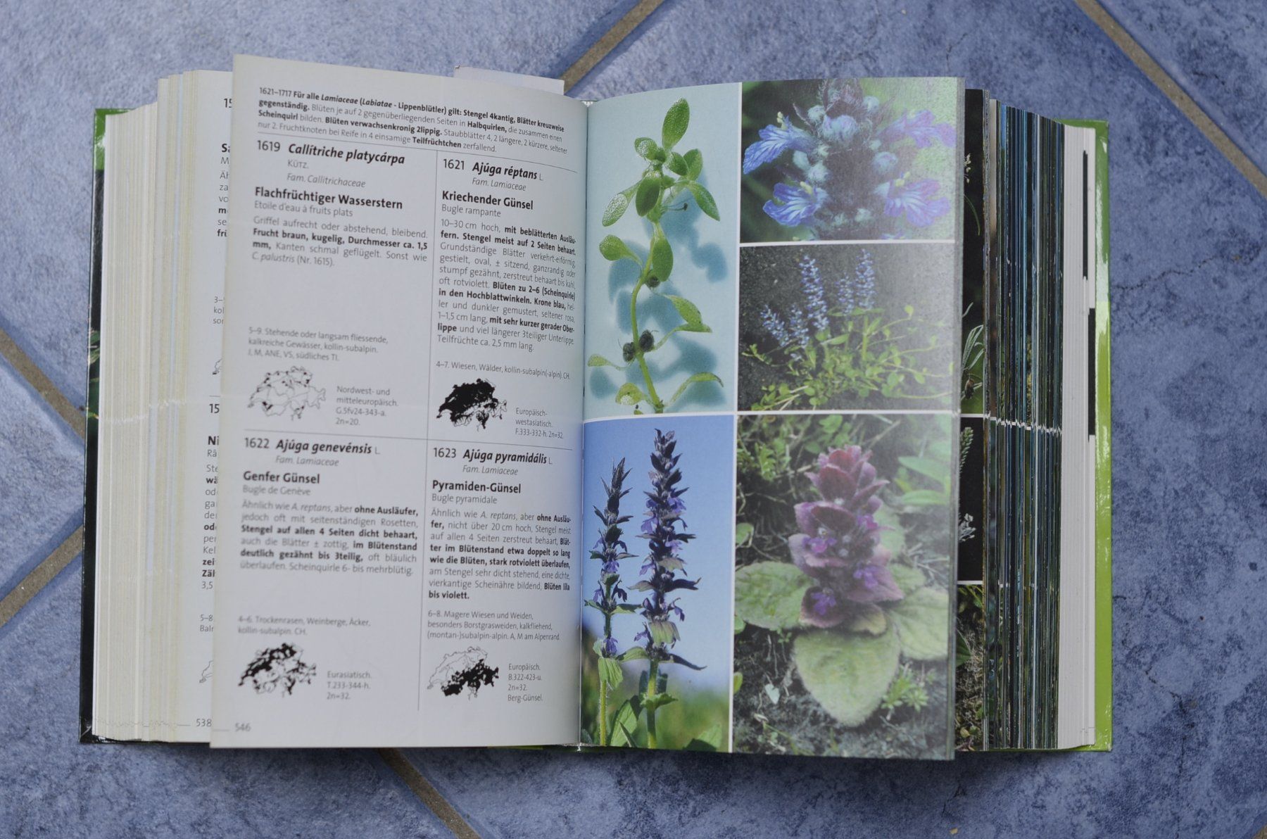 Libri: Flora des Kantons Bern – Usato da Renan BE venduto da myc_l5d6 1