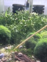 Süsswassertang (Lomariopsis lineata) – gesund und kräftig