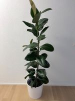 FICUS ELASTICA ROBUSTA Pflanze, Gummibaum 176 cm