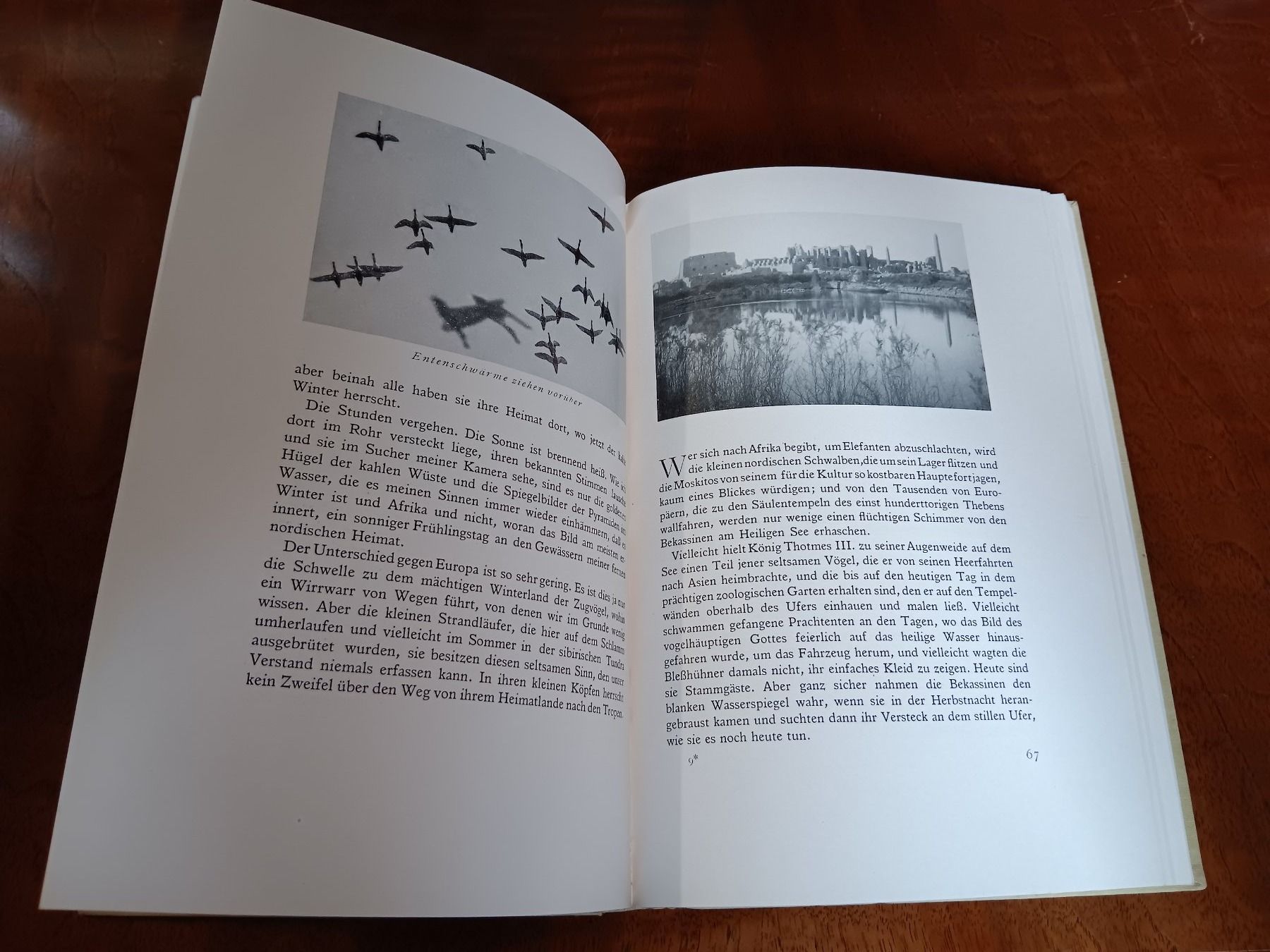 Libri: Mit den Zugvögeln nach Afrika – Usato da Erstfeld venduto da Uhu1980 2