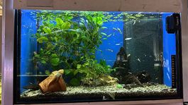 400L Aquarium (150x60x45 cm) mit Unterschrank, Juwel Bel.