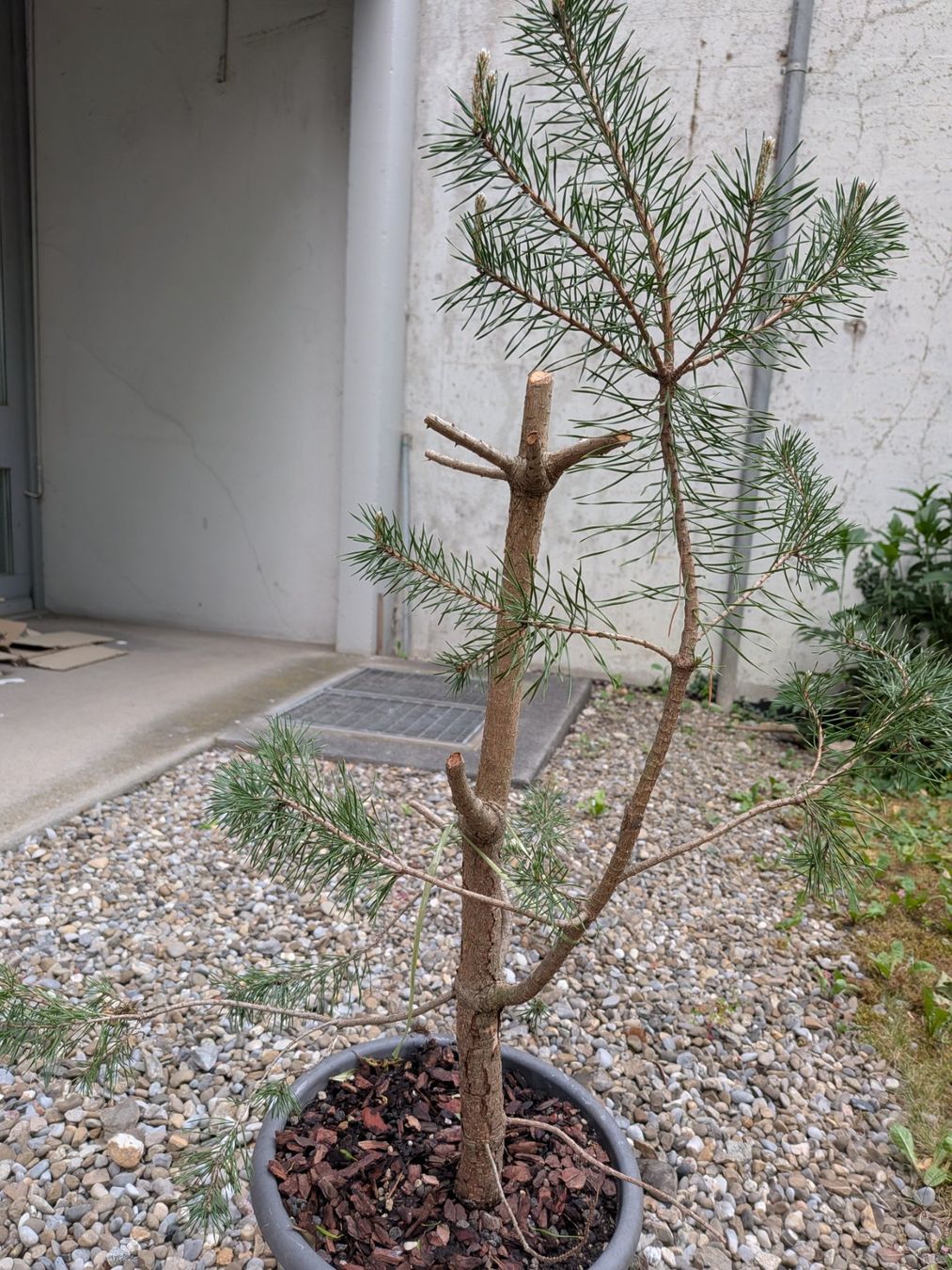 Pflanzen & Samen: Bonsai Rohmaterial: Schwarzkiefer – Gebraucht aus Bern von Hydrom 1