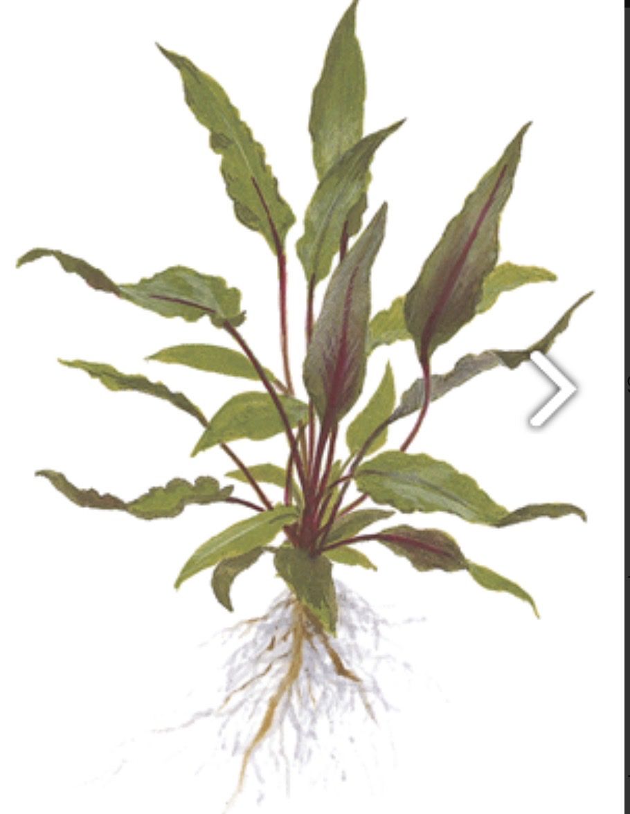 Piante & sementi: Aquariumpflanzen Cryptocoryne beckettii 'Petchii' – Nuovo e nell'imballaggio originale da Dulliken venduto da miggu40 1