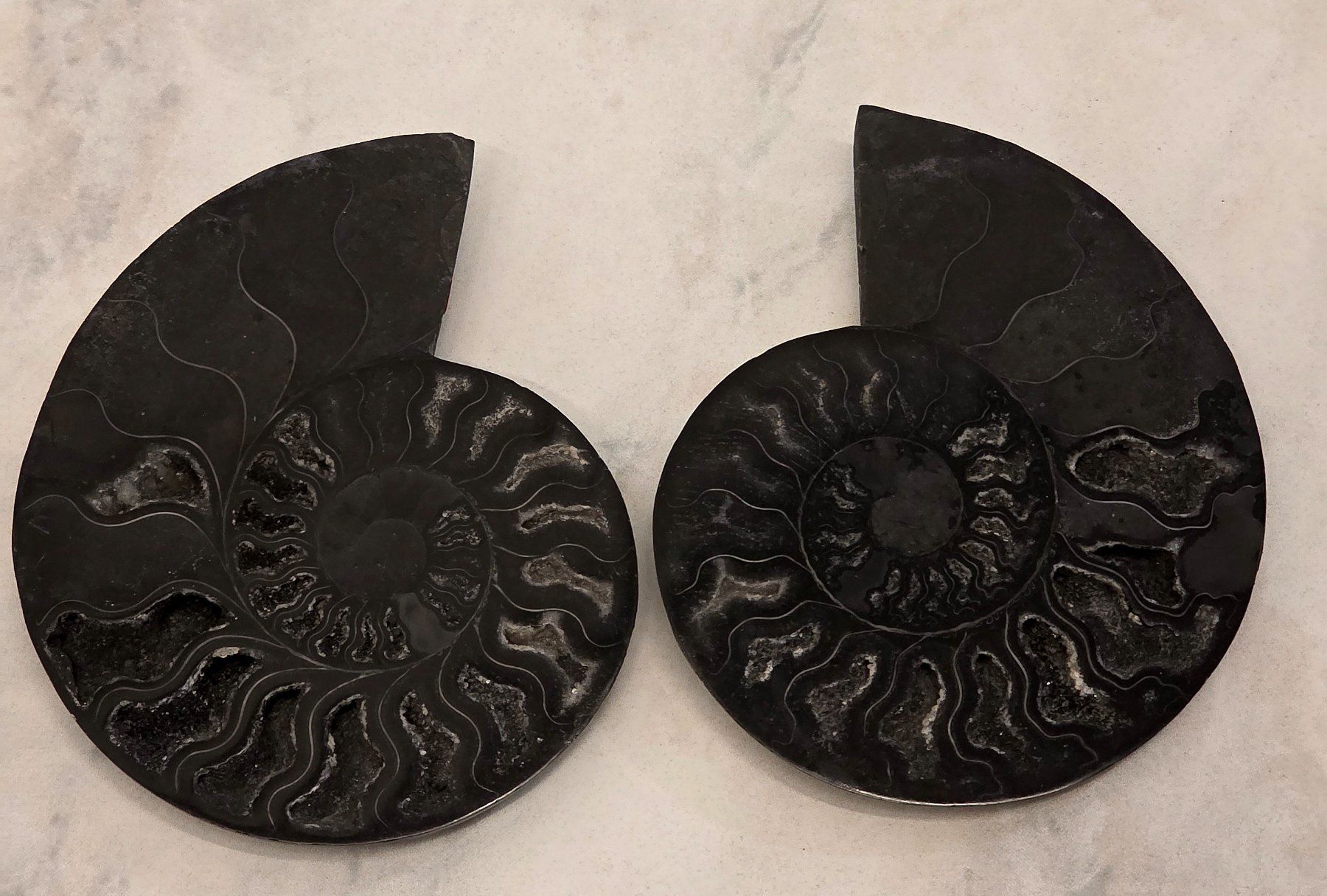 Fossili: Schwarzes Ammonitenpaar G 300g – Nuovo e nell'imballaggio originale da Matzingen venduto da Shay_Crystalz