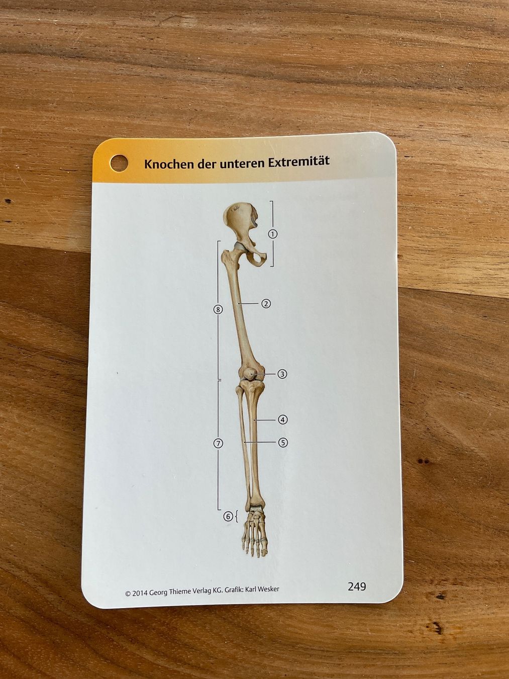 Sonstiger Schulbedarf: Anatomie Lernkarten von Thieme – Gebraucht aus Oberuzwil von Harrison1 8