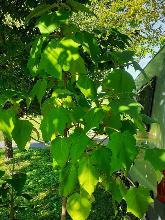 Kaiserbaum Paulowina Kiri Baum Blauglockenbaum ca. 2.30m Kaufen auf