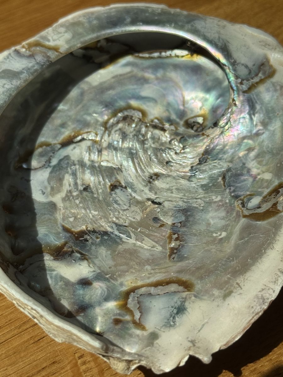 Fossilien: grosse Abalone Muschel -   Naturperlmutter – Neu (gemäss Beschreibung) aus Gurmels von topsommer 4