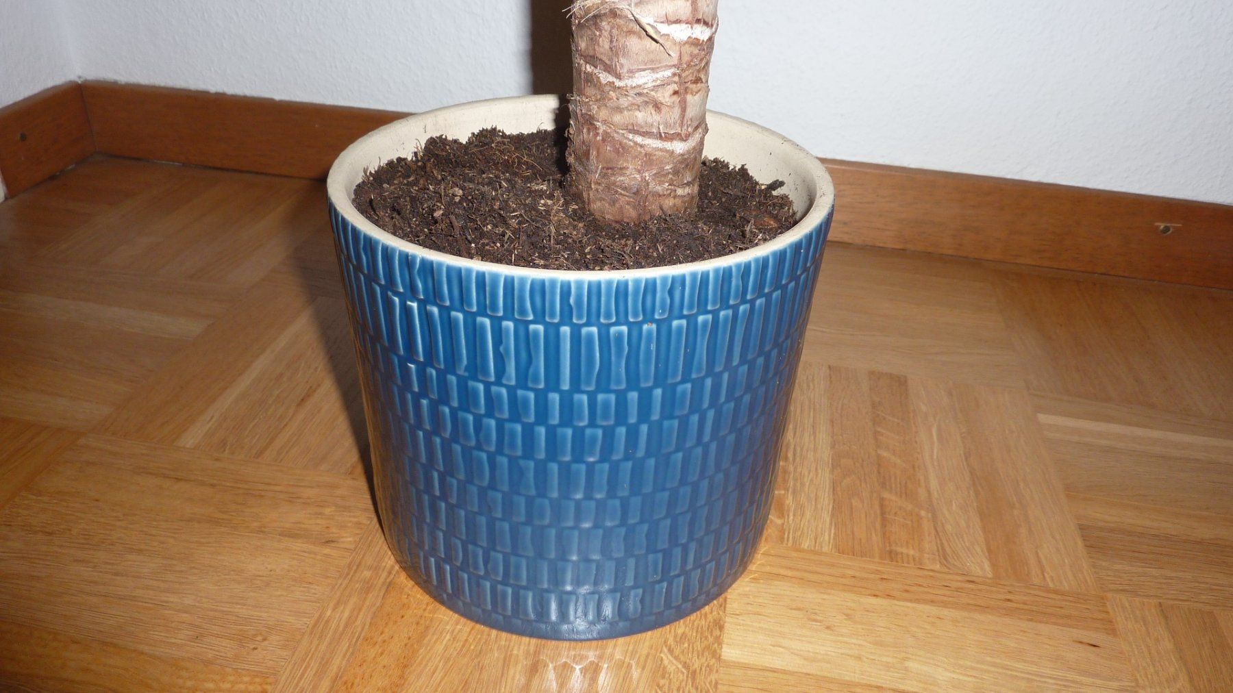 Pflanzen & Samen: yucca palme – Neu (gemäss Beschreibung) aus Füllinsdorf von pmarkus 2
