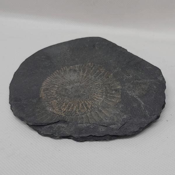 Fossili: Ammonit auf Posidonienschiefer – Nuovo (secondo la descrizione) da Walenstadt venduto da vkt_qc8d 1