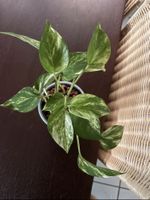 Efeutute Marble Queen Ableger 🌿  