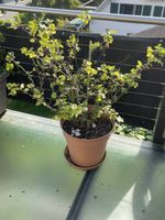 Schwarze Johannisbeere