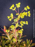 Euphorbia Ascot Rainbow - Buntlaubige Wolfsmilch