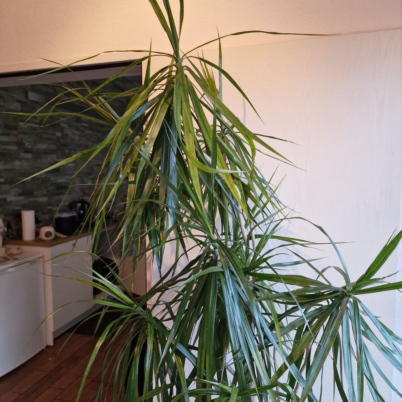 Piante & sementi: Zimmerpflanze Palme – Usato da Wil venduto da pechrithurwil 2