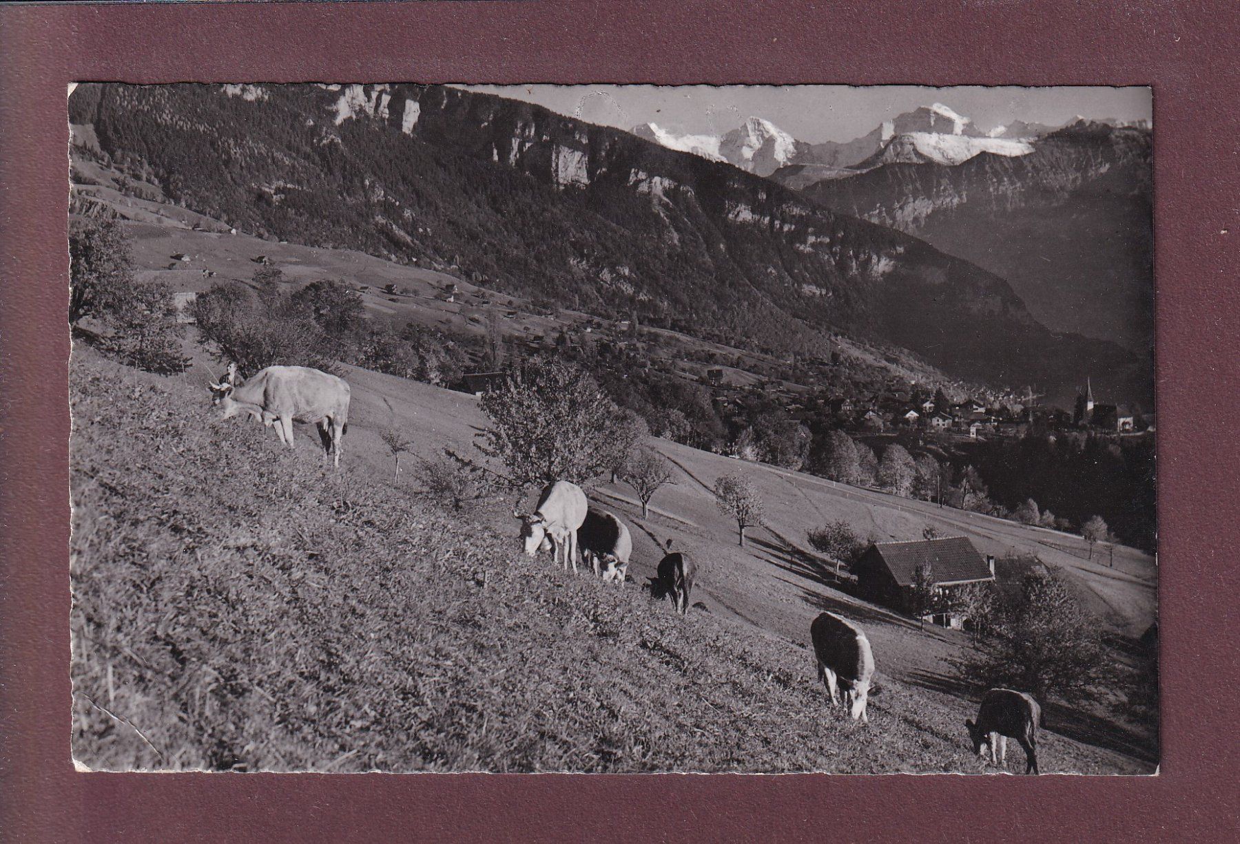 Ansichtskarten: SIGRISWIL - Kühe - 1946 – Gebraucht aus Pully von nicecards