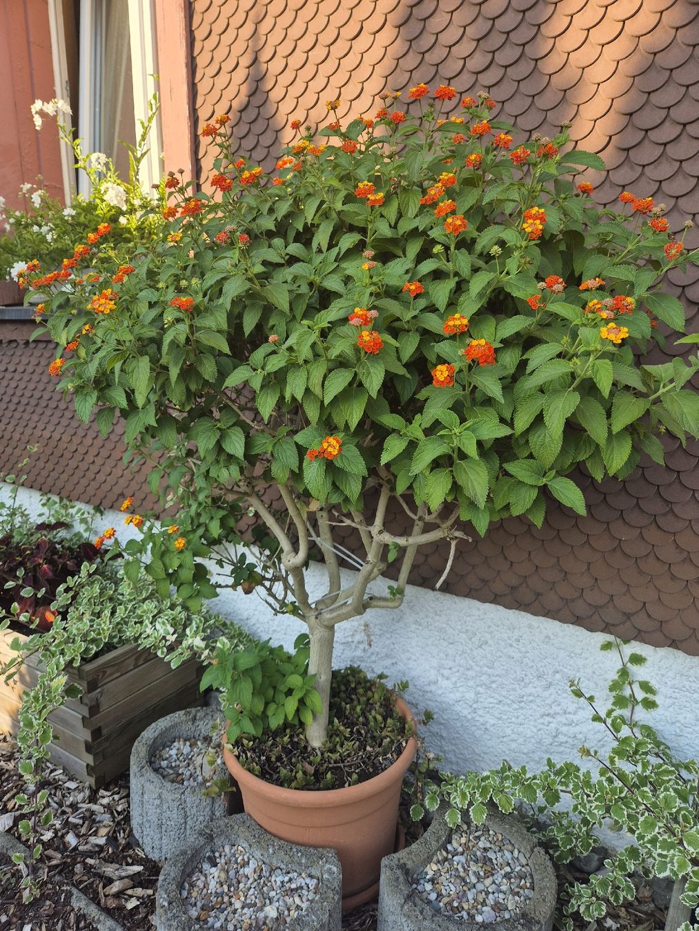 Wandelrschen, Lantana Camara,170cm, Kbelpflanze mehrjhrig (Gebraucht) in  Eschlikon TG fr CHF 39  nur Abholung auf Ricardo kaufen