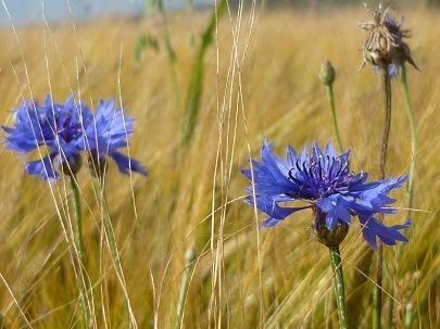 Pflanzen & Samen: 300 Samen WILDE KORNBLUME Wiesenblume – Neu (gemäss Beschreibung) aus Ehrendingen von VerveinaSamen 3