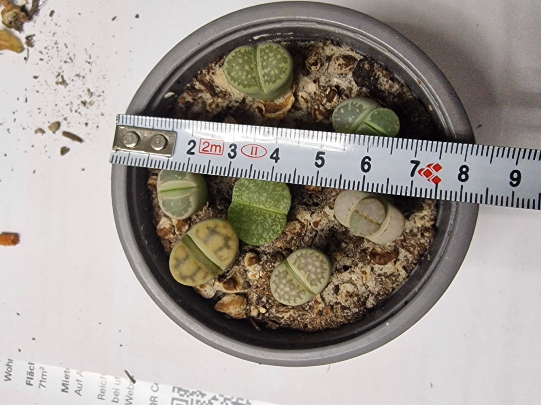 Pflanzen & Samen: Lithops Mix, Lebende Steine, 7 Stück – Gebraucht aus Uerkheim von Justi.y 3
