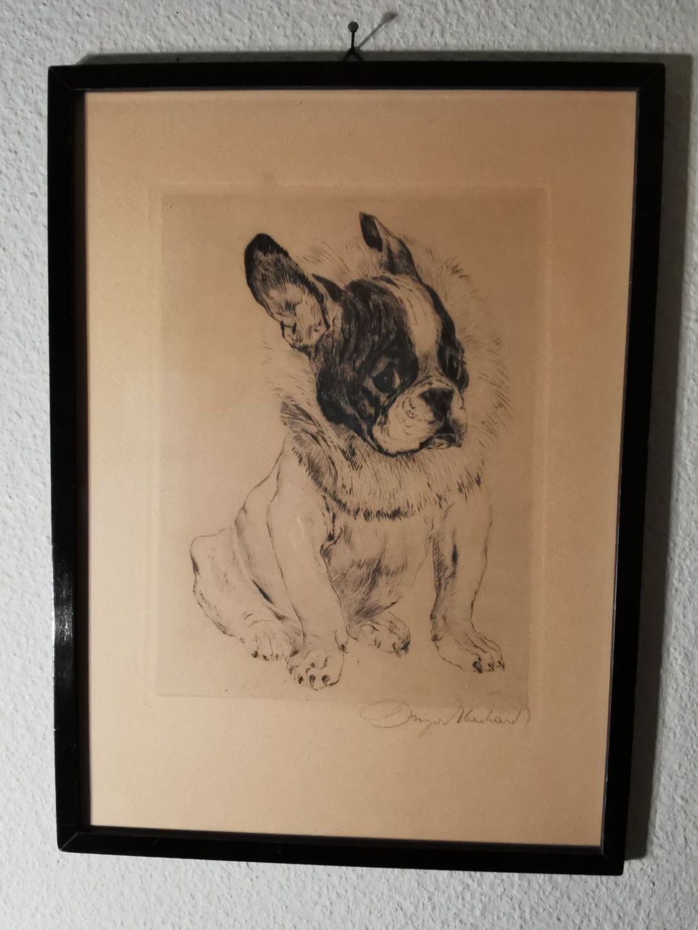 Grafica & Litografie: Hundewelpen, Original-Radierung von Kurt Meyer-Eberhardt – Usato da Dübendorf venduto da aschiduebendorf