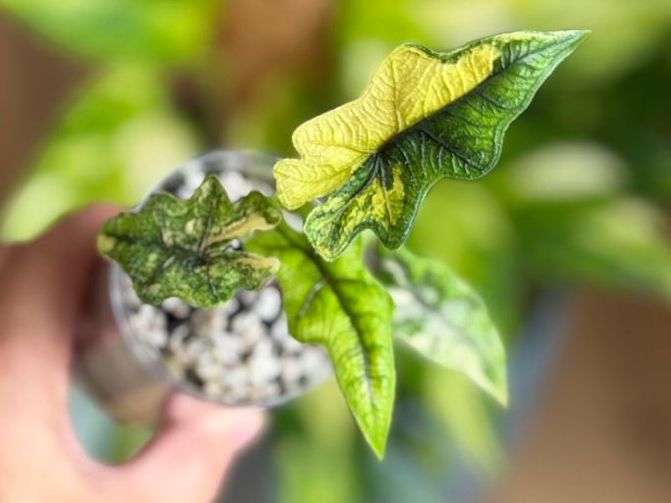 Pflanzen & Samen: Alocasia Jacklyn Aurea nr.2 – Neu (gemäss Beschreibung) aus Gränichen von Botanic_by_Junglia