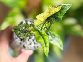 Alocasia Jacklyn Aurea nr.2