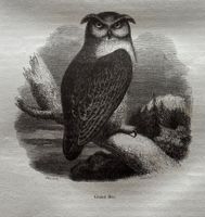 Stahlstich 1843 -  UHU