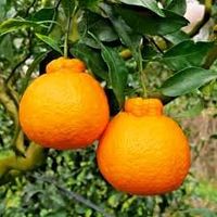 Dekopon (Citrus shiranui) Agrume de collection 20-30cm