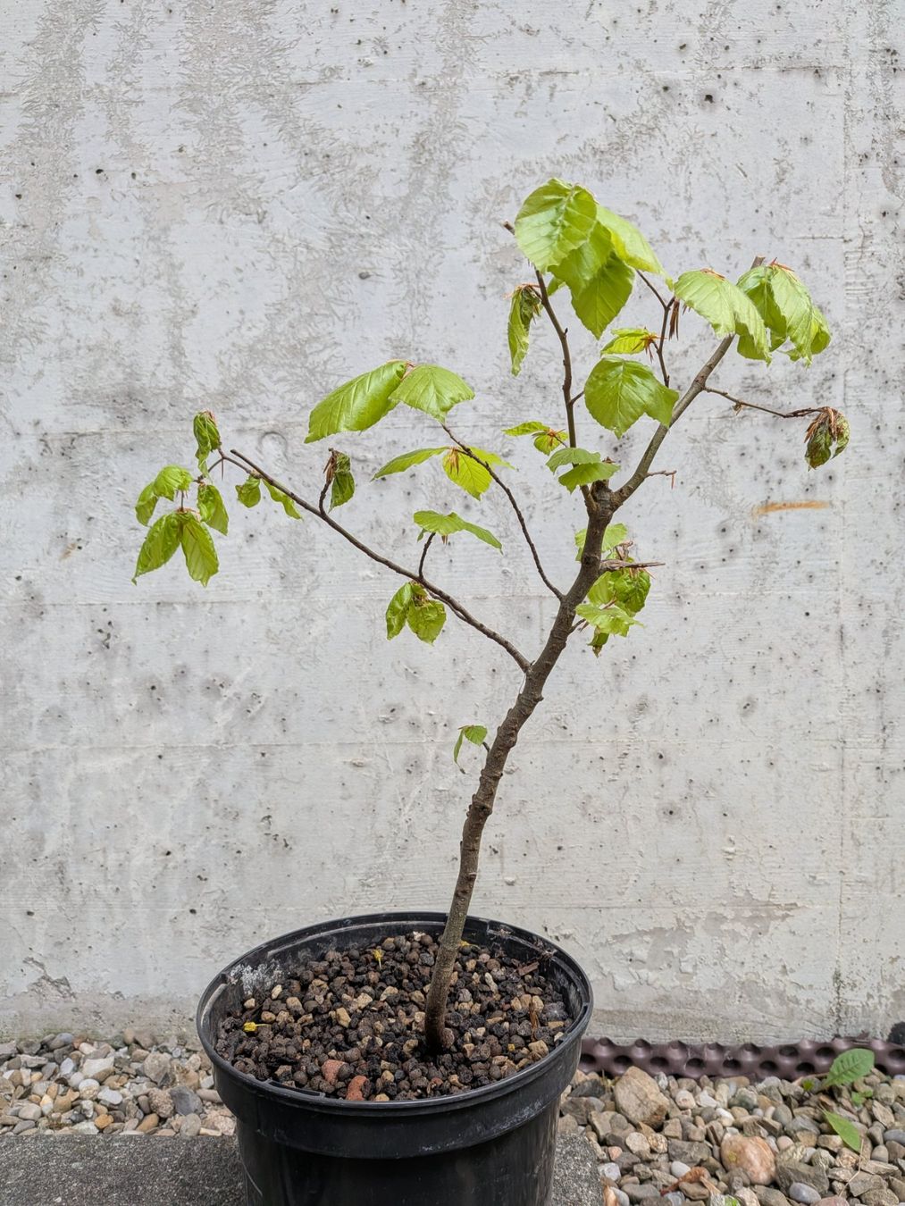 Piante & sementi: Bonsai Rohmaterial ab CHF 5: Hainbuche – Usato da Bern venduto da Hydrom 3