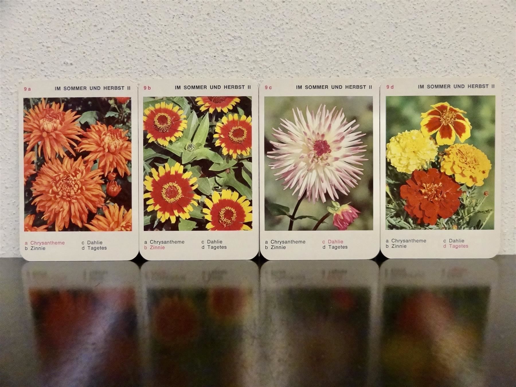 Giochi: altes Quartett BLUMEN-QUARTETT BLUMEN – Usato da Kerzers venduto da wisaundso 9
