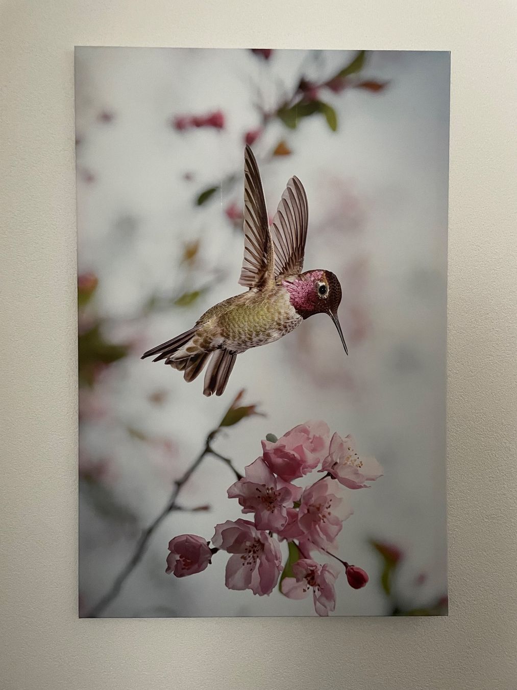 Poster & Bilder: Schönes XL Leinwandbild Kolibri – Gebraucht aus Sirnach von sirni 1