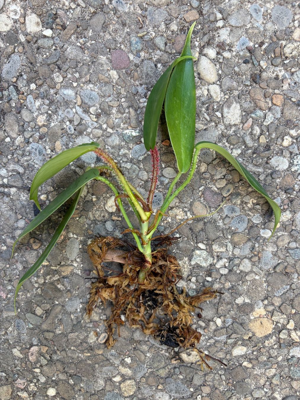 Piante & sementi: Philodendron squamiferum, Jungpflanze – Usato da Winterthur venduto da Aniger 1