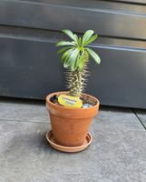Madagaskarpalme (Pachypodium lamerei) im Tontopf
