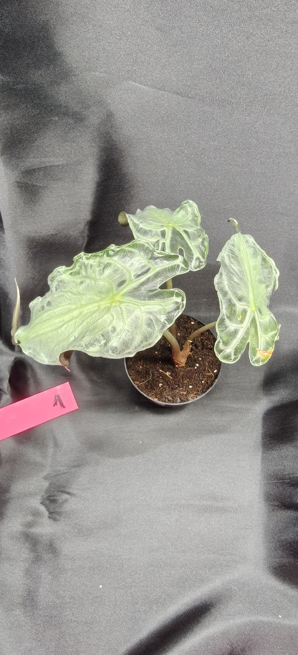 Pflanzen & Samen: plante alocasia venom 1 – Neu und originalverpackt aus St-Séverin von harirah 1
