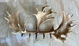 Garderobe aus Elchgeweih