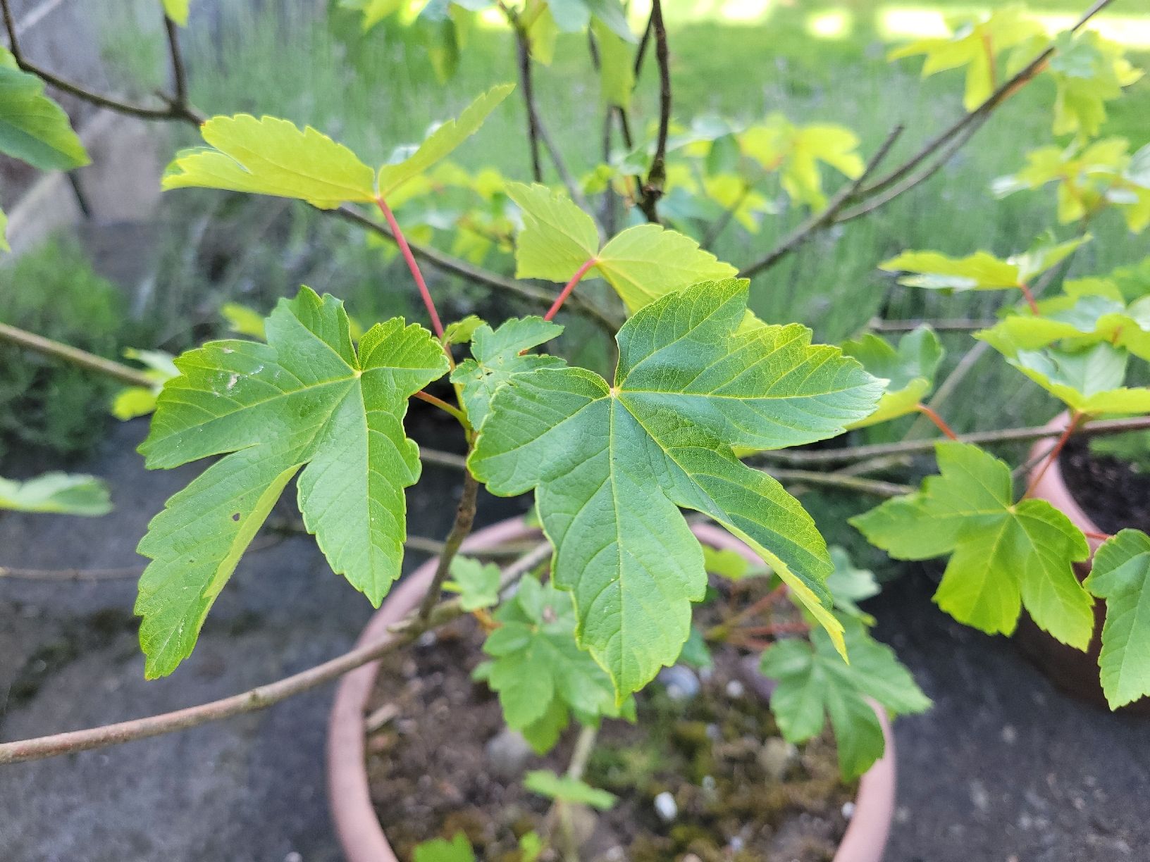 Pflanzen & Samen: Bergahorn - Bäumchen - Bonsai mit Schale – Neu (gemäss Beschreibung) aus Flamatt von bravura 1